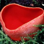 Sarcoscipha scarlet mushroom: what is hidden under this mysterious name?