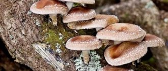 Shiitake mushroom - photo and description