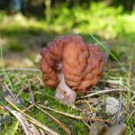mushroom stitch, appearance description and photo 1