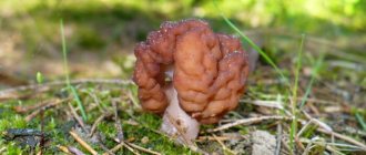 mushroom stitch, appearance description and photo 1