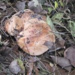 Poplar row mushroom: where it grows, how to cook, recipes for the winter