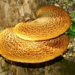 Is the tinder scaly mushroom edible or not?