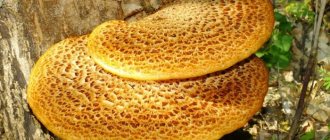 Is the tinder scaly mushroom edible or not?