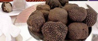 Truffle mushroom - what is it, recipe for soup, pasta, salad, omelet, risotto with truffle