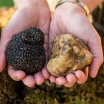 Mushroom Truffle. Photo and description, what it looks like, where it grows in Russia 