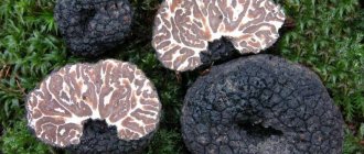 “Truffle mushroom - what does it look like and where does it grow?” photo - 339471270 800x600 