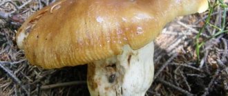Mushroom Valuy - aka bull, fist, cowshed and snot!