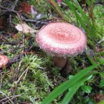 Pink Volnushka mushroom: do you know everything about Champignon’s relative?