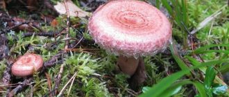 Pink Volnushka mushroom: do you know everything about Champignon’s relative?
