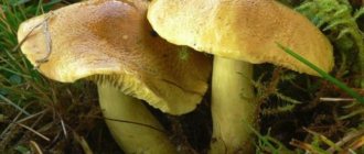 Greenfinch mushroom: photo and description, how to cook, preparation for the winter