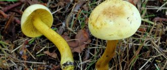 Greenfinch mushroom: photo and description, how to cook, preparation for the winter