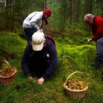 Mushroom pickers VS animals: how not to become dinner while hunting for mushrooms