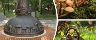 mushroom places and mushrooms 2019 of the Ryazan region