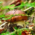Грибные места и грибы Тверской области 2020