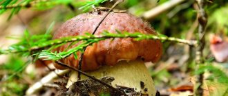 Mushroom places and mushrooms of the Tver region 2020