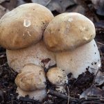 mushroom places and map of Novosibirsk 2019 photo