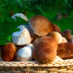 mushroom places of the Leningrad region 2019