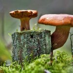 mushroom places in the Moscow region, how to get there by car using the map photo
