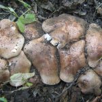 mushroom places of the Saratov region 2019