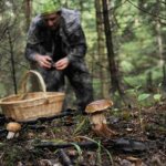 Грибные места в Краснодарском крае для любителей тихой охоты