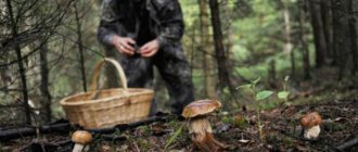 Mushroom places in the Krasnodar region for lovers of quiet hunting