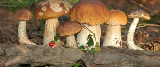 mushroom places in the Moscow region 2019