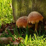 mushroom places in the Rostov region 2020
