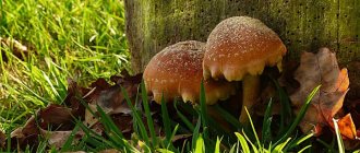 mushroom places in the Rostov region 2020