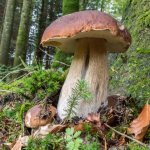 mushroom places in the Voronezh region 2019
