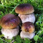 mushroom places in the Vladimir region