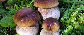 mushroom places in the Vladimir region