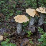 mushrooms 2019 in the Sverdlovsk region