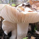 mushrooms of Adegea and Kuban 2019