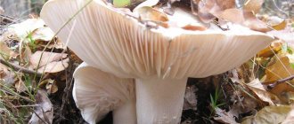 mushrooms of Adegea and Kuban 2019
