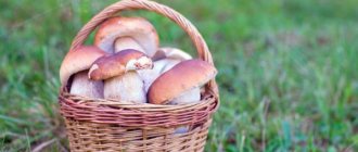Mushrooms of the Astrakhan region