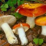 грибы беларуси