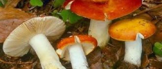 mushrooms of Belarus