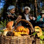 Mushrooms of Belarus: edible, poisonous and spring species