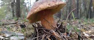 Mushrooms are an independent separate part of the organic world