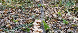 mushrooms and mushroom places 2019 Ulyanovsk region