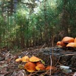 mushrooms and mushroom places 2019 in the Tver region