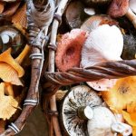 mushrooms and mushroom places 2019 Yaroslavl region