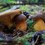 mushrooms and mushroom places 2020 Ulyanovsk region photo