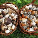 mushrooms and mushroom places in the Nizhny Novgorod region 2021 photos