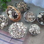 mushrooms of Crimea