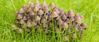 mushrooms lsd