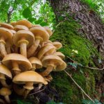 mushrooms on stumps