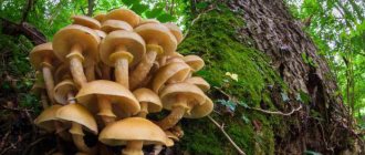 mushrooms on stumps