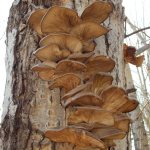 Mushrooms on poplars: how to find which ones are edible