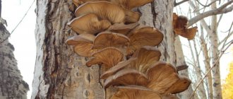 Mushrooms on poplars: how to find which ones are edible